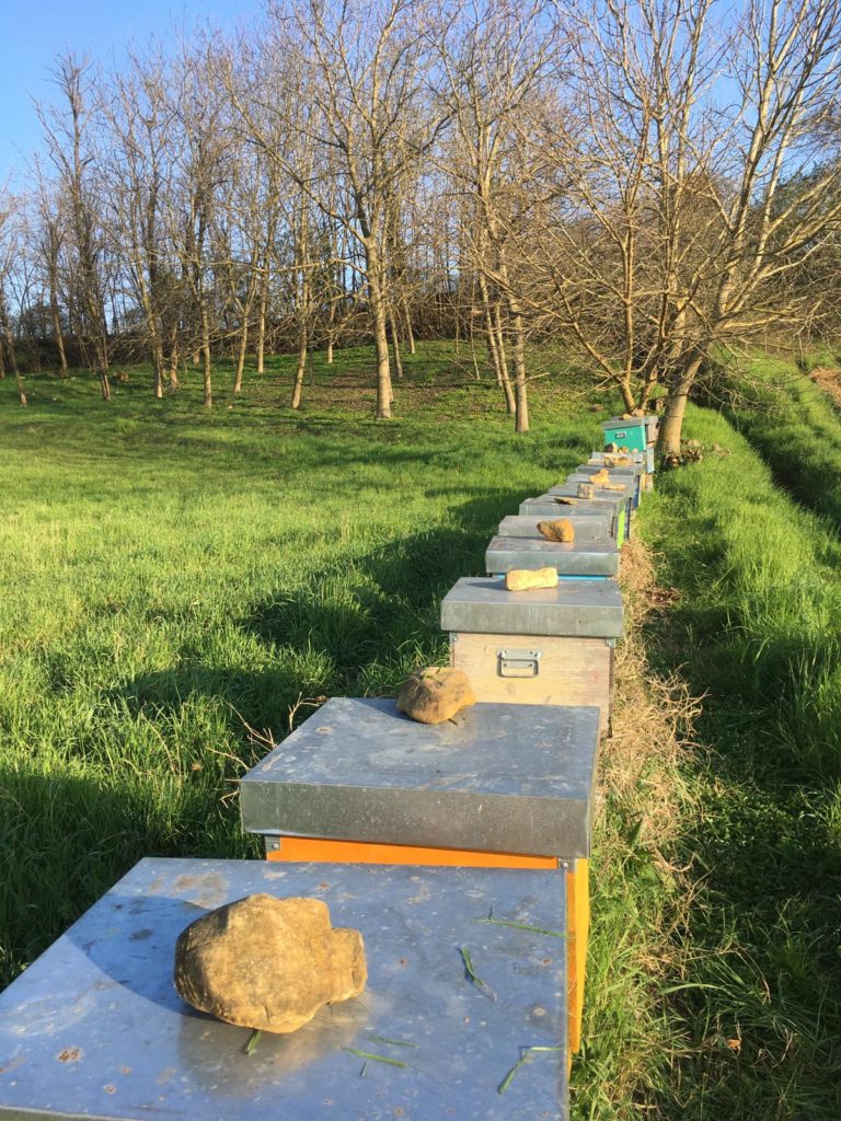 Prepariamo le colonie per la fioritura di acacia